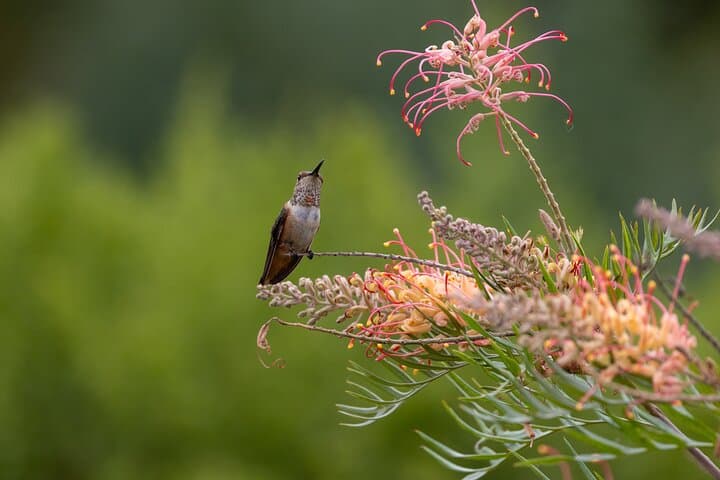 Yerettê Hummingbird Sanctuary: Private Day Tour from Port of Spain photo 5