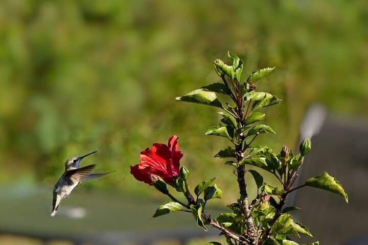 Yerettê Hummingbird Sanctuary: Private Day Tour from Port of Spain photo 6