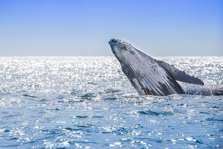 Samaná Bay Whale Watching, Cayo Levantado & El Limón Waterfall — Private Day Tour photo 2