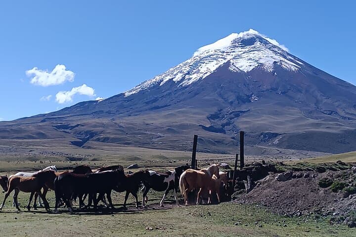 Horseback Ride & Limpiopungo Hike at Cotopaxi National Park — Private Tour from Quito photo 6