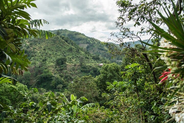 Blue Mountain Private Tour from Ocho Rios: Coffee, Clouds & Highland Views photo 2