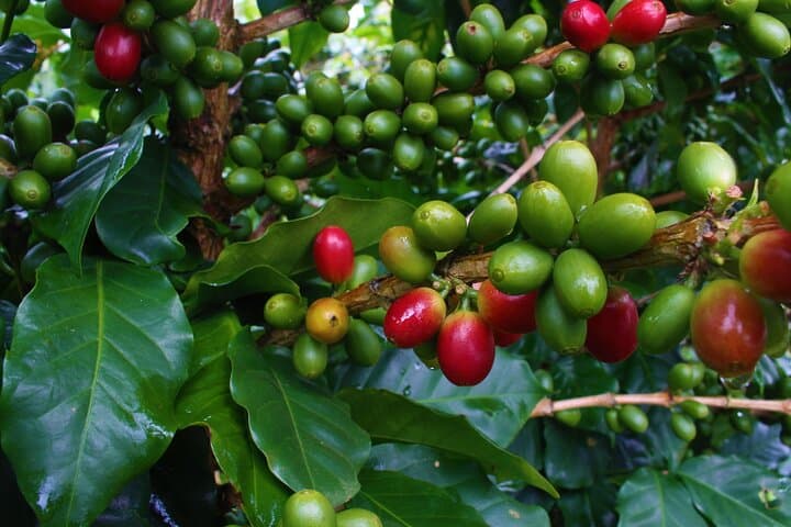 Blue Mountain Private Tour from Ocho Rios: Coffee, Clouds & Highland Views photo 3