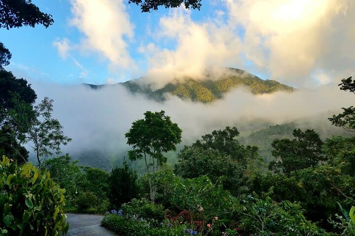 Blue Mountain Private Tour from Ocho Rios: Coffee, Clouds & Highland Views