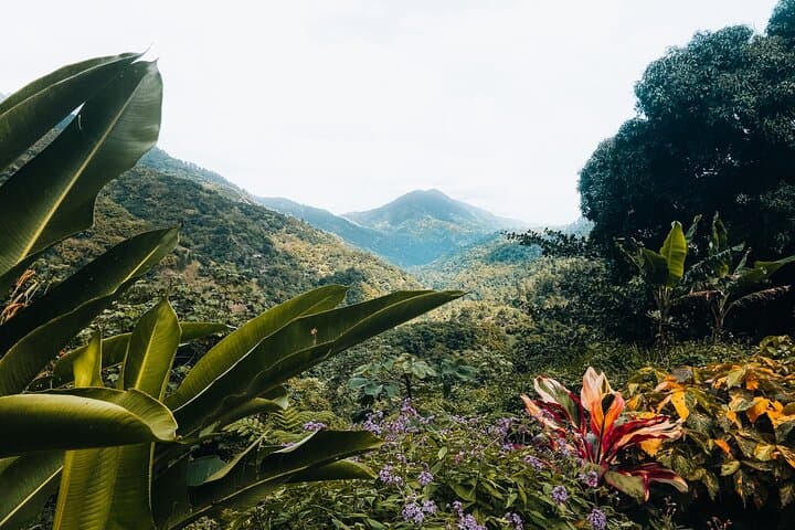 Blue Mountain Private Tour from Ocho Rios: Coffee, Clouds & Highland Views photo 6