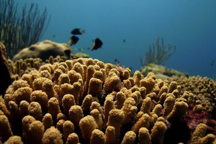 Buccoo Reef & Nylon Pool Private Boat Tour — Tobago Snorkel Excursion photo 5