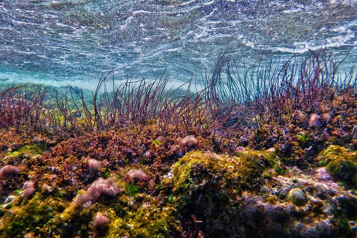 Buccoo Reef & Nylon Pool Private Boat Tour — Tobago Snorkel Excursion photo 6