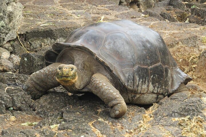 Matura Turtle Watching: Private Night Tour to See Leatherbacks in Trinidad