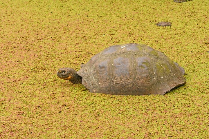 Matura Turtle Watching: Private Night Tour to See Leatherbacks in Trinidad photo 5
