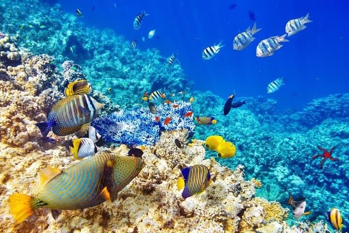 San Juan Private Snorkeling Tour at Escambron Beach — Guided Reef & Turtle Swim photo 3