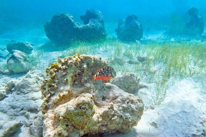 Coral Snorkeling Private Tour in Punta Cana with Seafood Lunch photo 3