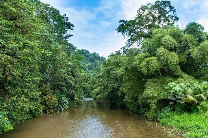 Private Rainforest & Argyle Falls Tour from Tobago — Main Ridge Forest Reserve Excursion photo 6