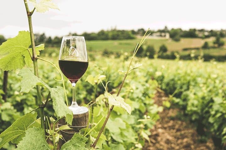 Private Cape Winelands Wine Tasting: Stellenbosch & Franschhoek Day Tour from Cape Town photo 3