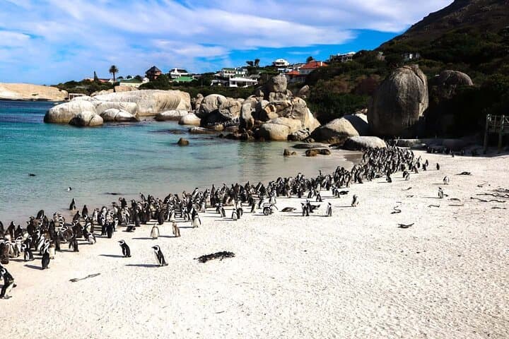 Boulder Beach Penguins and Cape Point Day Tour from Cape Town: A Coastal Wildlife Experience photo 6