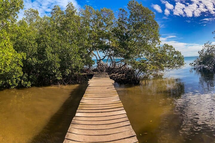 Magic Mangrove Paddle: Private Kayak & SUP Tour in Beef Island Lagoon photo 2