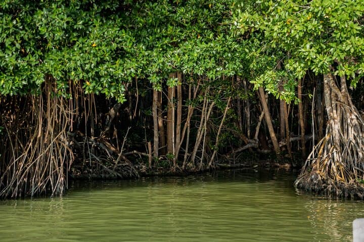 Private Mount Healthy National Park Tour - Tortola Rainforest, Springs & Coastal Views photo 5