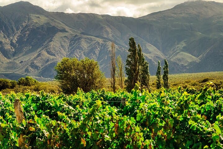Calchaquí Valley to Cafayate: A Private Full-Day Wine Tour from Salta
