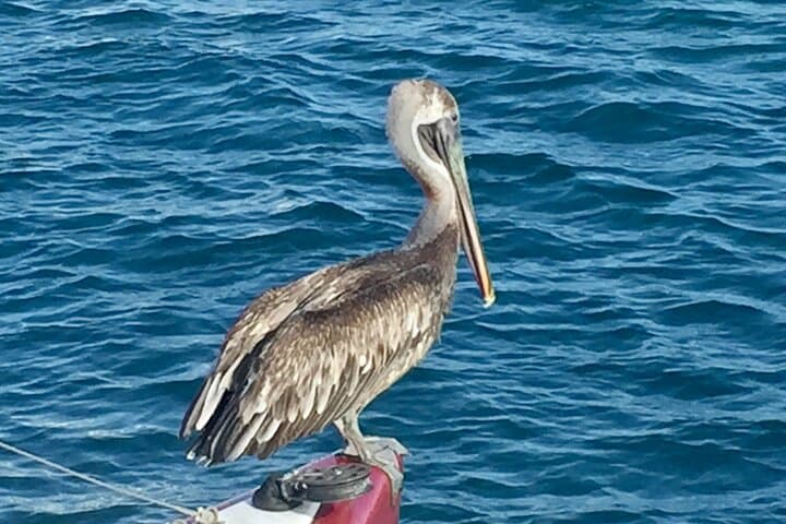 Private Sail to Virgin Islands National Park from St. Thomas | Snorkel & Beach Day photo 6