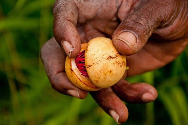 Grenada Spice Gardens, Rum & Chocolate Private Tour