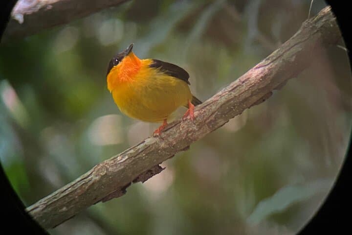 Hacienda Barú to Nauyaca Falls: Full-Day Rainforest & Waterfall Adventure photo 6