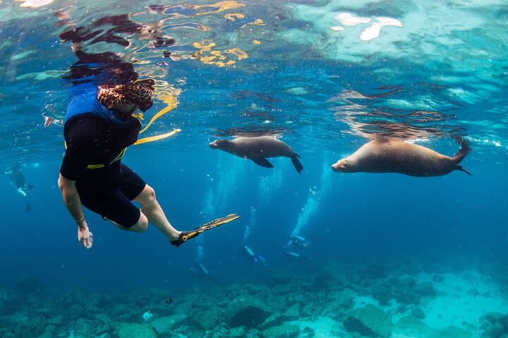Balandra Bay Snorkeling Adventure from La Paz — Swim with Sea Lions & Explore a Protected Bay