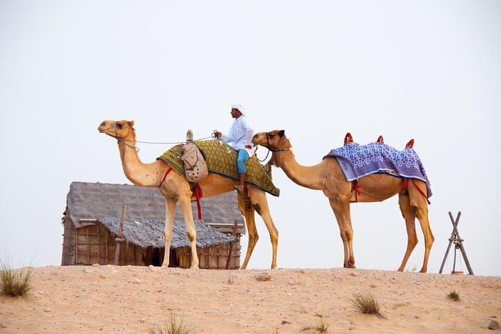 Abu Dhabi to Dubai Private Transfer with Six-Hour Stop — JBR, Miracle Garden & Zoo photo 4