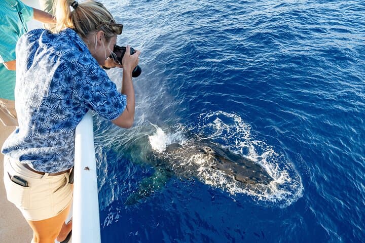 Oahu Whale and Dolphin Watch Cruise — Semi-Private Small-Group Tour from Waikiki photo 1