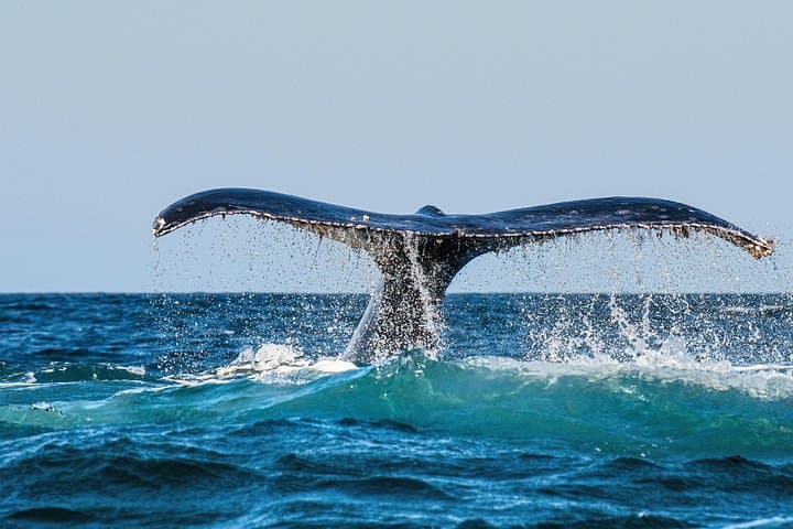 Oahu Whale and Dolphin Watch Cruise — Semi-Private Small-Group Tour from Waikiki photo 2