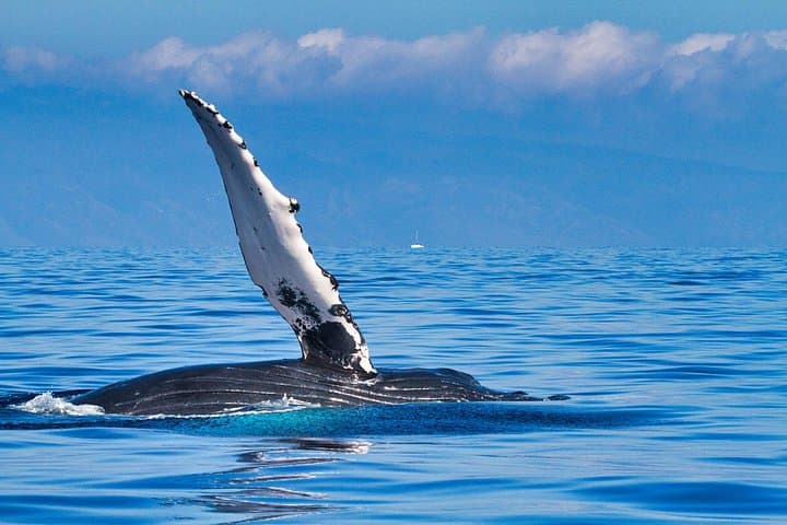 Oahu Whale and Dolphin Watch Cruise — Semi-Private Small-Group Tour from Waikiki photo 3