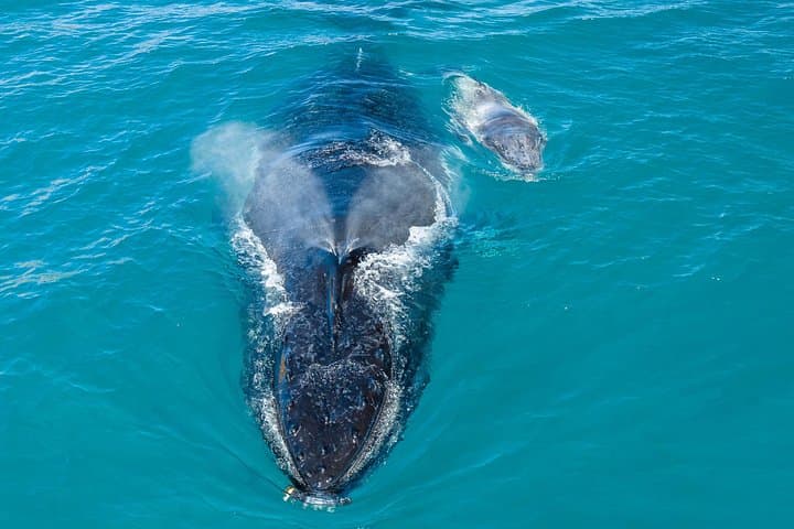 Oahu Whale and Dolphin Watch Cruise — Semi-Private Small-Group Tour from Waikiki photo 4