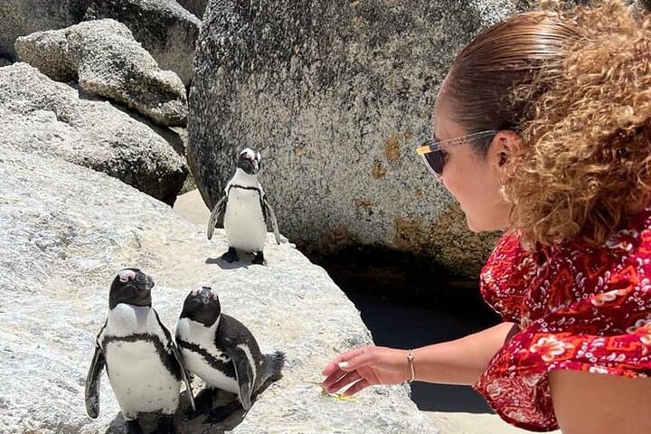 Penguin Watching & Beach Day at Boulder's Beach — Half-Day from Cape Town photo 2