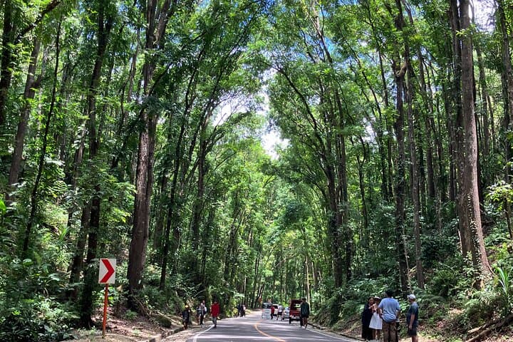 Full-Day Bohol Highlights from Cebu: Chocolate Hills, Tarsiers & Loboc River photo 6
