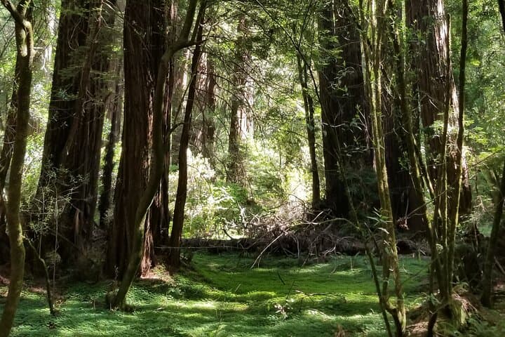 Alcatraz, Muir Woods & Sausalito Day Tour from San Francisco