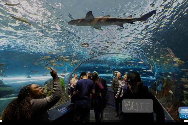 Toronto Winter Private Sightseeing Tour: CN Tower, ROM, Distillery & Kensington photo 4