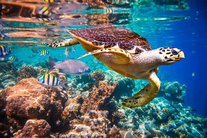 Roatan Mangrove Cruise, Horseback Ride, Snorkel & Beach Combo photo 3