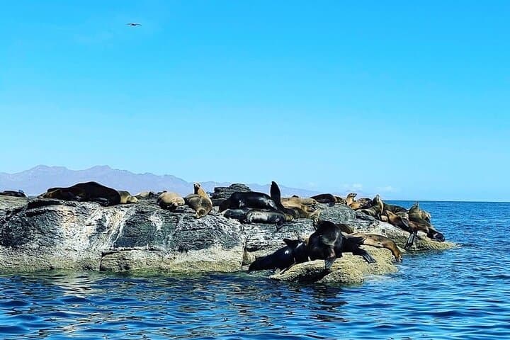 Snorkel Isla Coronados — Ocean Safari & Beach Picnic from Loreto photo 6