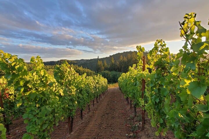 Heart of Willamette Winery Pass 2024 — Willamette Valley Wine Tasting Guide photo 5