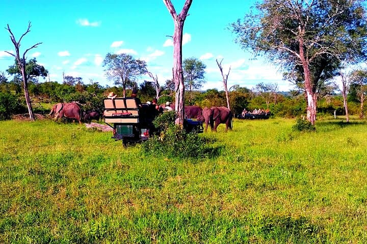 Sabi Sand Sunset Safari: Off-Road Sundowners and Night Drive photo 6