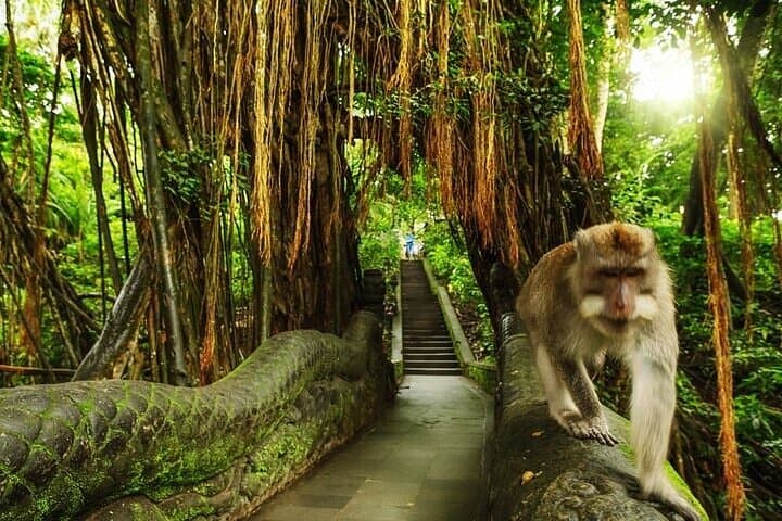 Ubud Private Day Tour with Jungle Swing, Monkey Forest & Tegenungan Waterfall photo 3