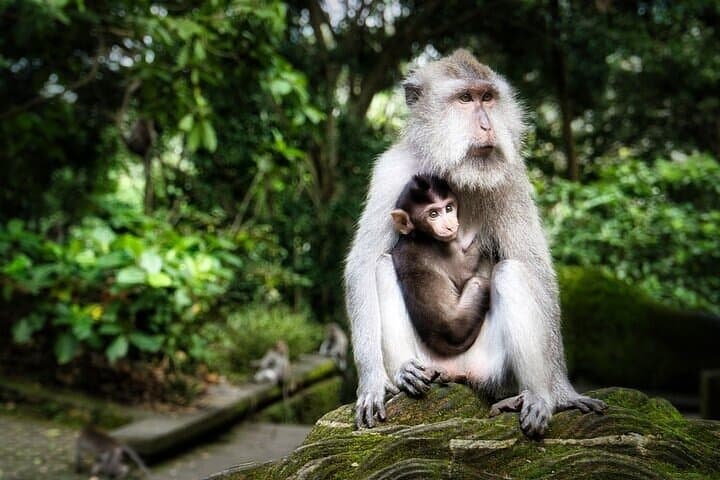 Ubud Private Day Tour with Jungle Swing, Monkey Forest & Tegenungan Waterfall photo 5