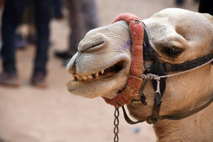 Sahara Super Safari: Full-Day Quad, Buggy & Bedouin Evening from Hurghada photo 5