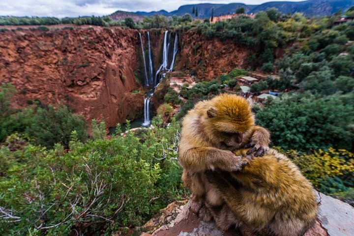 Ouzoud Waterfalls Day Trip from Marrakech: Swim, Boat, and Berber Village Experience photo 6