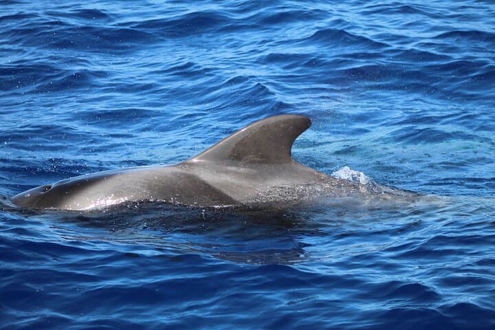Madeira Dolphin and Whale Watching Tour from Funchal photo 6
