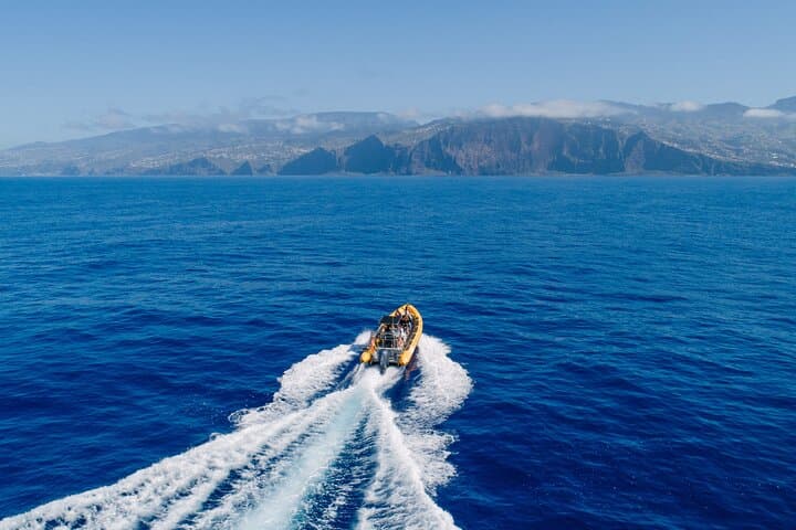 Madeira Dolphin and Whale Watching Tour from Funchal photo 4