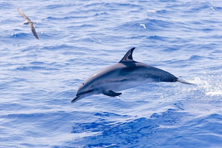 Madeira Dolphin and Whale Watching Tour from Funchal photo 2