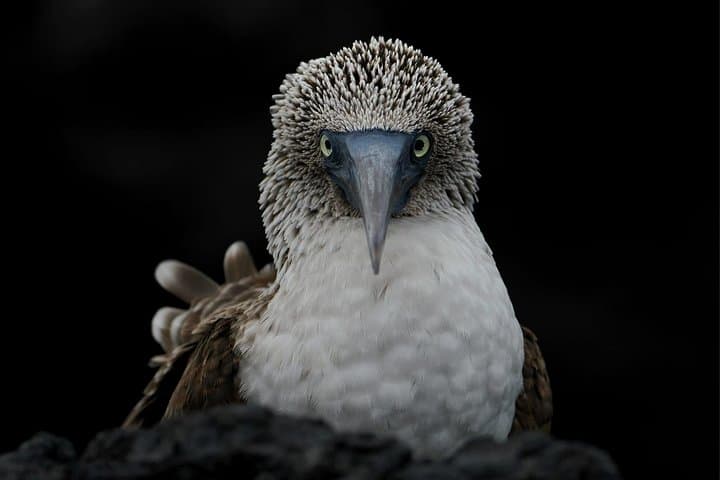 Galapagos Enchanting 3 Islands: 5-Day Wildlife & Snorkel Journey from Puerto Ayora