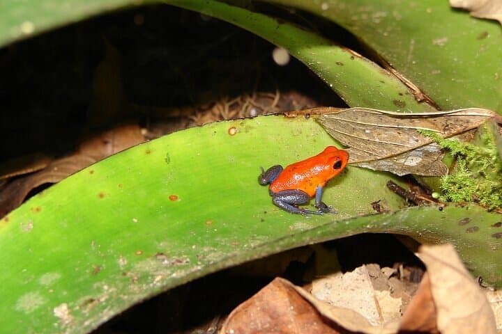 Arenal Mistico Hanging Bridges: Canopy Walk & Rainforest Wildlife Tour photo 3