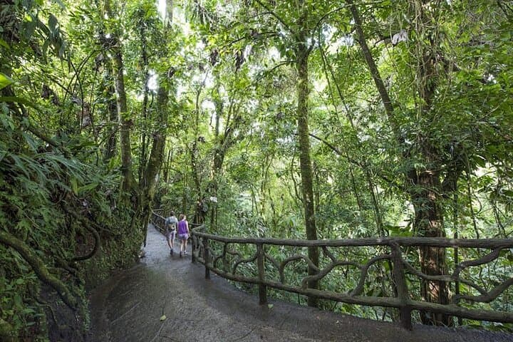 Arenal Mistico Hanging Bridges: Canopy Walk & Rainforest Wildlife Tour photo 4