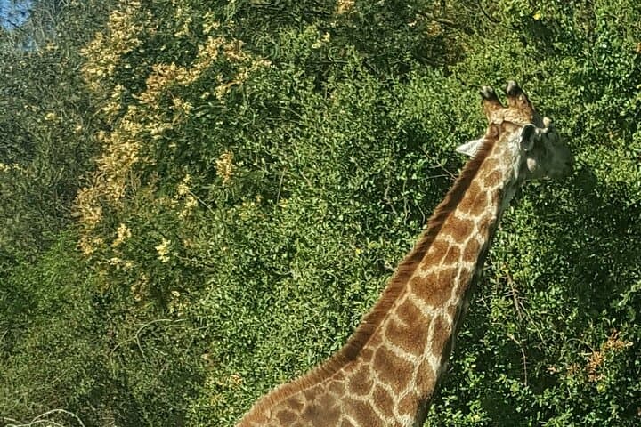 Garden Route Extreme: Shark Cage, Bungy, Skydiving & Big-5 Safari photo 3