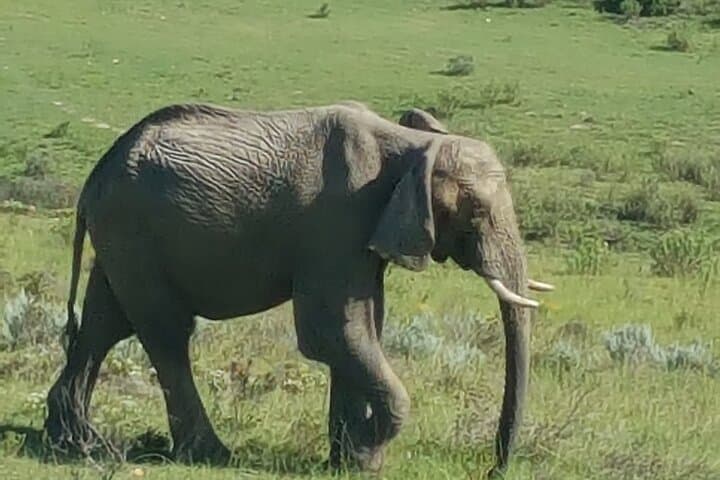 Garden Route Extreme: Shark Cage, Bungy, Skydiving & Big-5 Safari photo 5