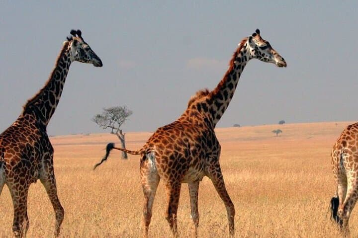 Hell's Gate Biking Safari & Lake Naivasha Boat Ride — Day Trip from Nairobi photo 2